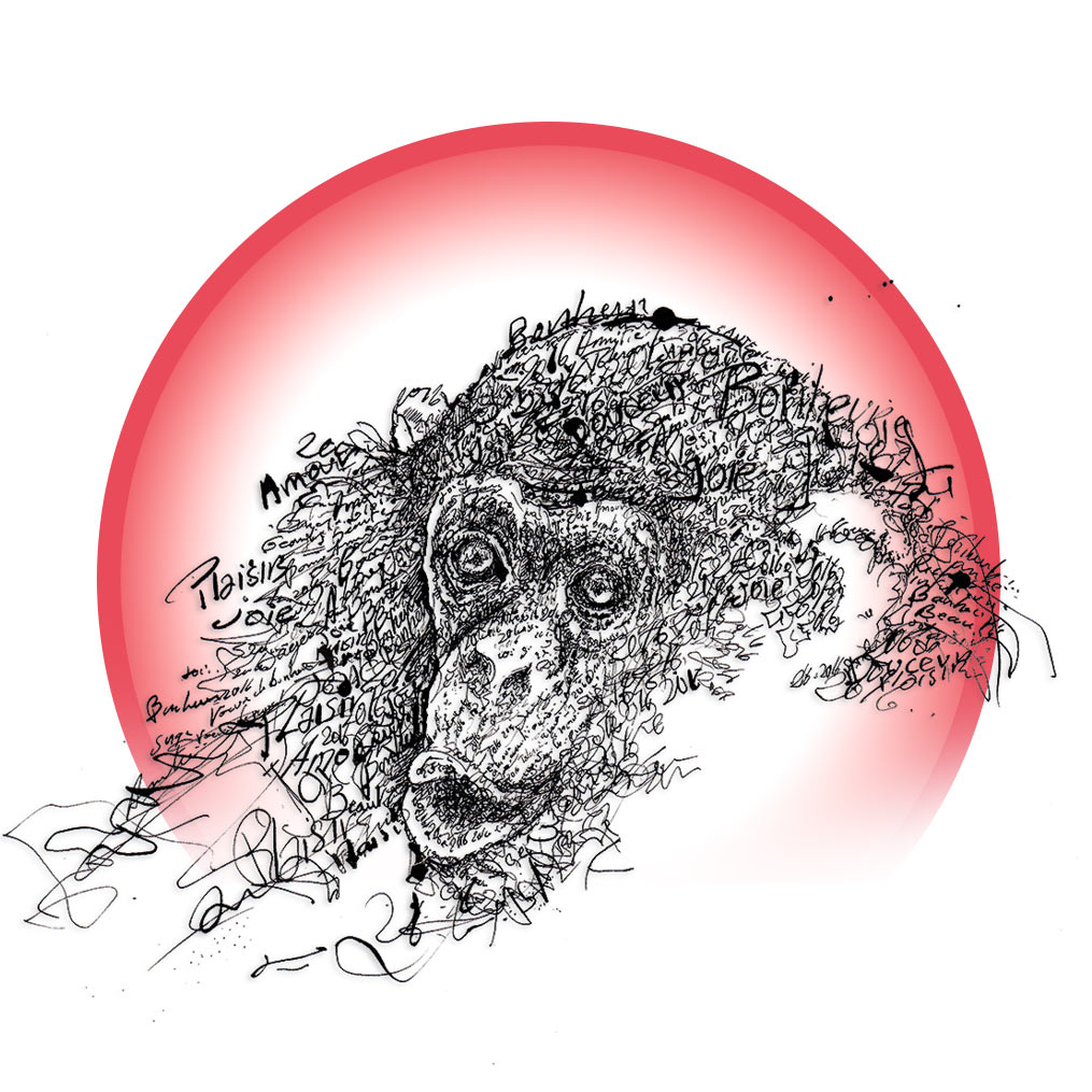 Singe de Feu : en autonomie